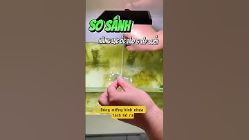 So sánh khả năng dọn rêu tảo Tép suối và Ốc táo đỏ - Nuôi cá dưỡng tâm