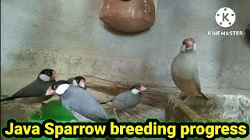 java sparrow breeding progress check