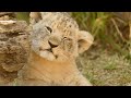 CUTE LION CUBS 🦁 PLAYFUL, NAUGHTY & SWEET 🦁