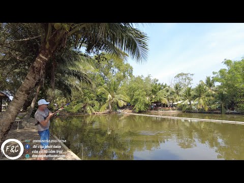 Video Dẫn Anh Tây Thụy Sĩ đi câu cá Tra ở Việt Nam như thế... - youtube