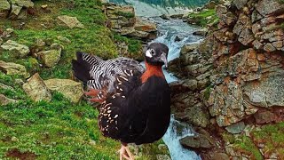 Black Francolin Voice - Kala Teetar Sound