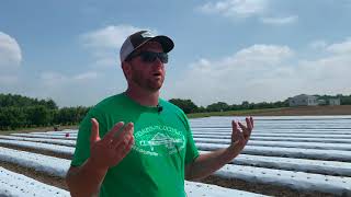 Lessons learned growing strawberries on plastic