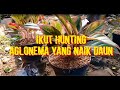 ikut hunting aglonema yang naik daun | Aglonema | viral 2020 | tanaman hias | bisnis tanaman hias
