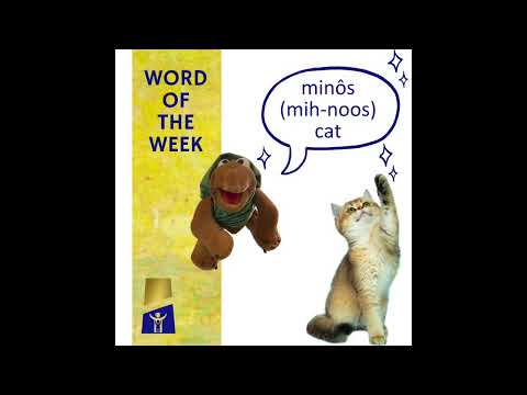 Minôs - cat