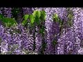 Why Southerners Love Wisteria | Southern Living Why Southerners Love Wisteria | Southern Living