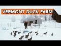 Raising Ducks in Winter