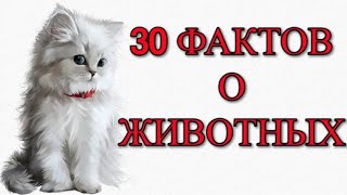 30 УДИВИТЕЛЬНЫХ ФАКТОВ О ЖИВОТНЫХ !!!