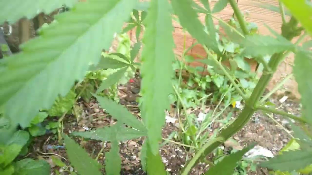 Início De Floração Maconha/Adubação Pre-flora 50 Dias De Flora