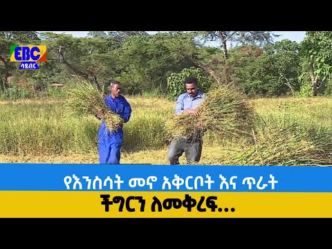 ቪዲዮ: ጭስ እፅዋትን ይገድላል፡በጭስ ማውጫ ወቅት እፅዋትን እንዴት መጠበቅ እንደሚችሉ ይወቁ