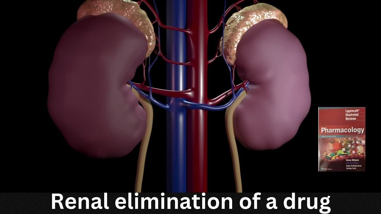 Renal Excretion of Drugs | Drug Excretion and clearance ...