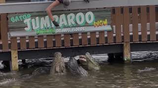 Gatorland Gator Jumparoo Show