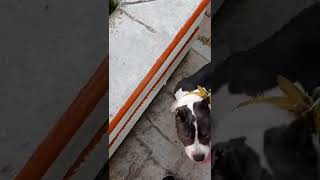 a mí bully le gusta ir al parque by Master cachorro 63 views 1 year ago 1 minute, 15 seconds