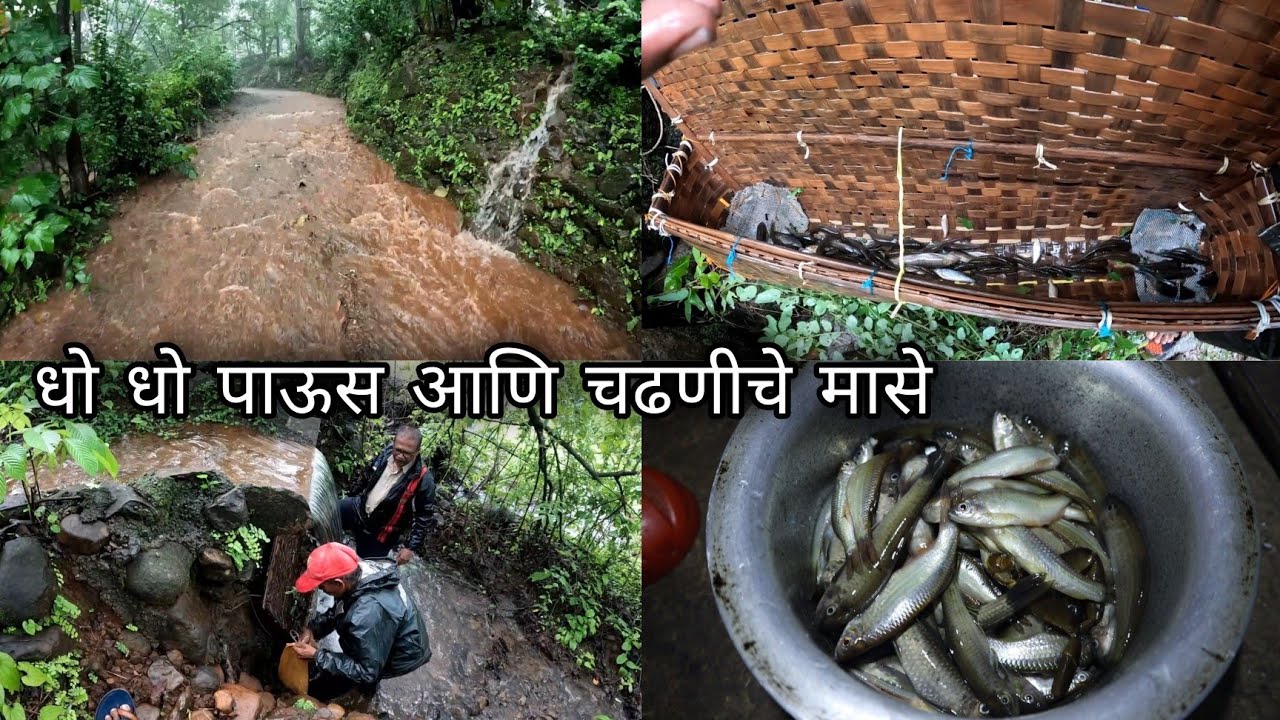 बांधणात पकडले चढणीचे मासे | Chadniche Mase Fishing video, Sangameshwar Ratnagiri | Kokankar Avinash