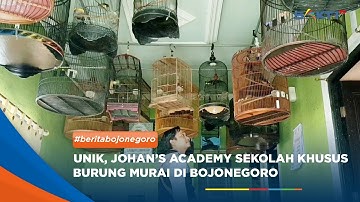 BOJONEGORO - Unik, Johan’s Academy Sekolah Khusus Burung Murai Di Bojonegoro