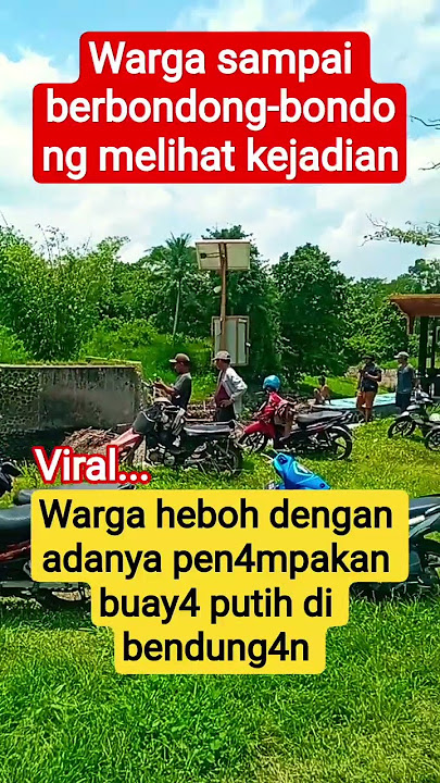 Warga heboh dengan adanya pen4mpakan buay4 putih di bendung4n