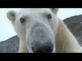 Best Polar Bear Moments | Part 2 | BBC Earth