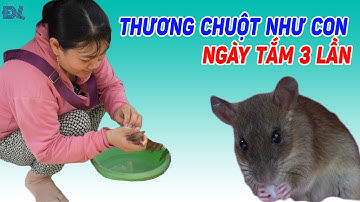 Chú chuột nuôi trong áo, được trả đến 85 triệu đồng - ĐỘC LẠ BÌNH DƯƠNG