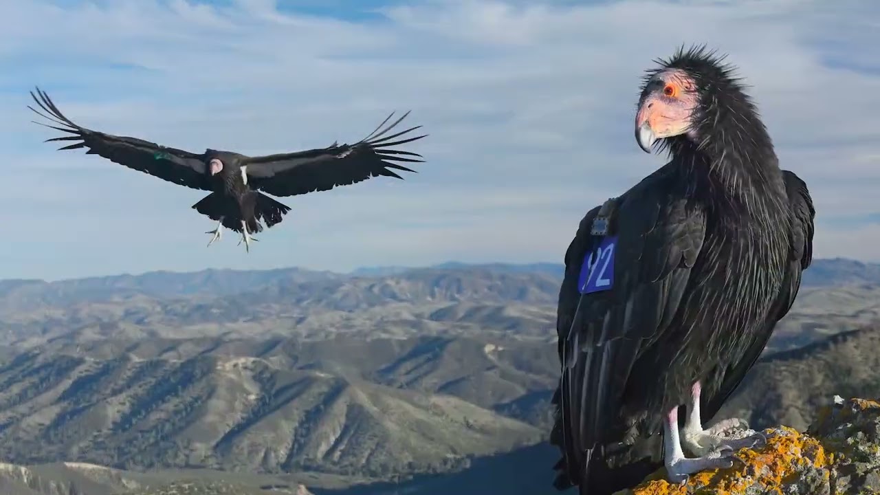 Thanks to You, It's Been a Great Year for Conservation on Mount Diablo and in the Diablo Range!