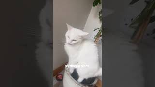 cat pets cats funnycat funny yu