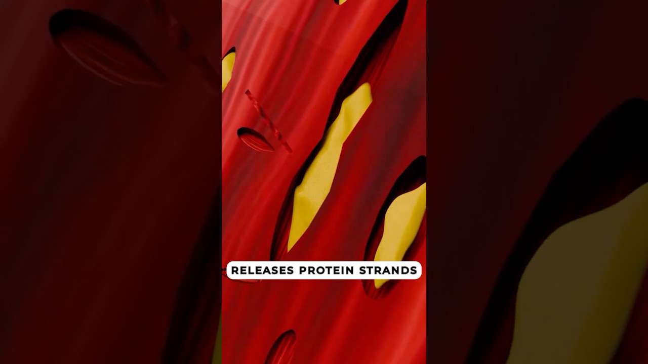 How Muscle Growth Works 😱