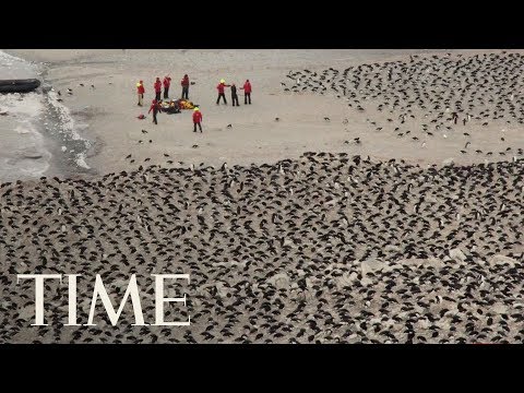 Scientists Discover 'Supercolony'