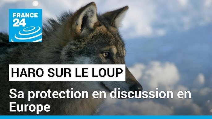 Protéger le loup