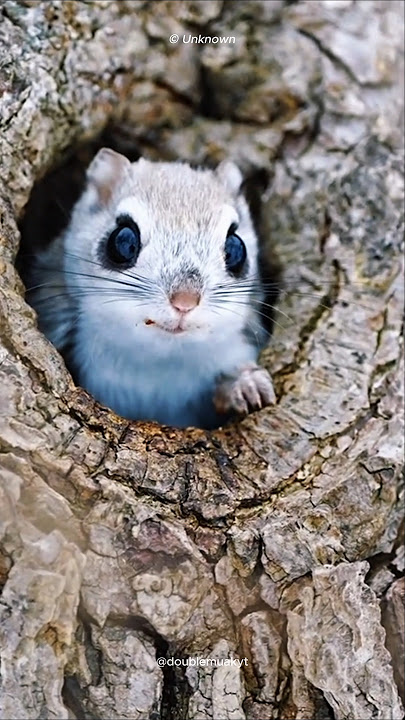 This Tiny Squirrel Can FLY?! 😱🇯🇵🐿️