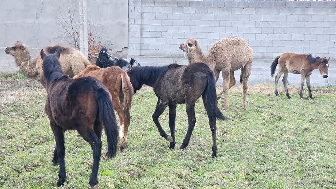 Haqiqiy porno jinsiy aloqada straponlik