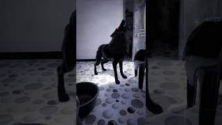 🕷️😱😱 #spider #wolfsounds #forest #horror #wolf #monster #horrorstories #spiderman #ghost