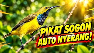PIKAT SOGON LIAR AUTO NYERANG! Ternyata Cara Ini Bikin Sogon Langsung Datang