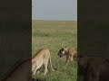 Who Actually Runs the Pride? 🦁#shorts #LionPride #AnimalFacts #BigCatEnergy #NatureIsMetal