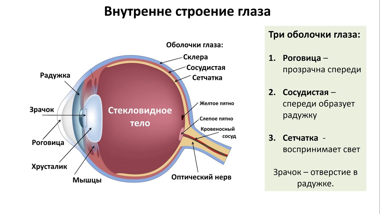 Глаз человека биология 8 класс. Строение внутренней оболочки глаза. Роговица хрусталик стекловидное тело. Строение глазного яблока ОГЭ. Внутренняя оболочка глаза строение и функции.