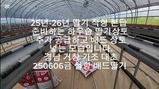 #25-26년도하우숩딸기상토공급 #250606금설향배드딸기 #고향으로귀농여사장님 #딸기농사시작 #가족간우애최고 #하우숩딸기상토 #가조농약종묘사 #상담01072582666