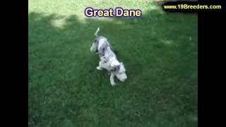 Great Dane, Puppies, Dogs, For Sale, In Anchorage, Alaska, AK, 19Breeders, Fairbanks, Knik-Fairview