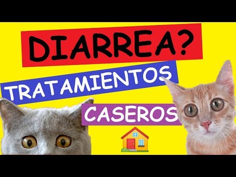 Video: Cómo Curar A Un Gato De La Diarrea