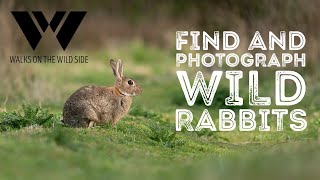 How to find and photograph wild rabbits screenshot 2