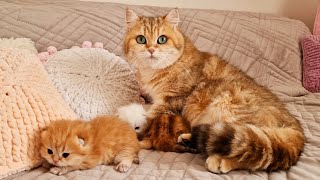 Нелегко Быть Мамой-Кошкой 🤪 Офелия И Ее Малыши