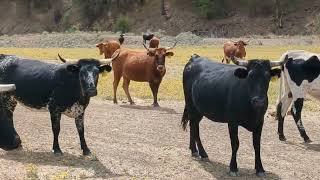 Corriente Heifers/Cows For Sale, Fort Jones CA