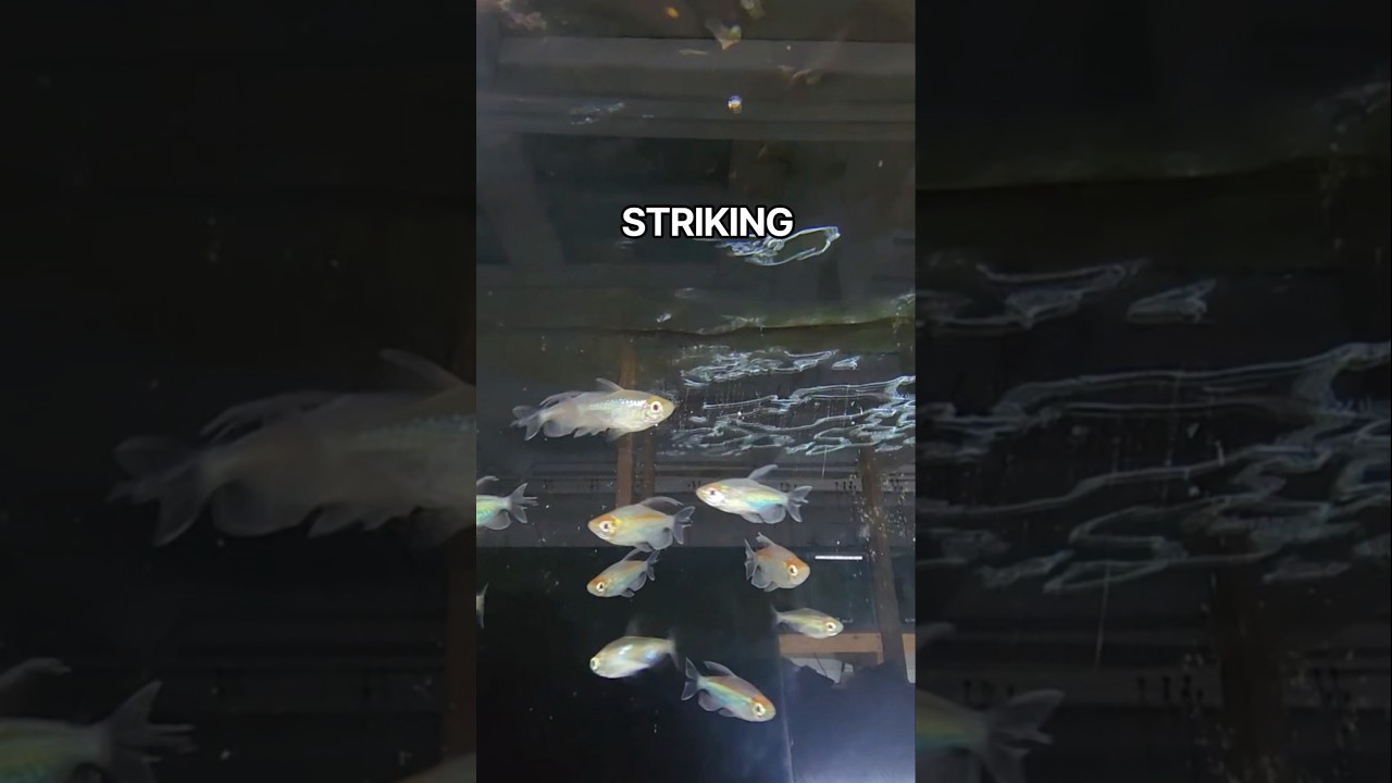 These Fish Make A Statement