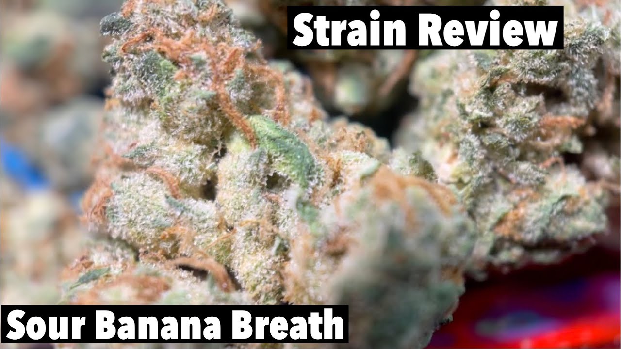 Smoking Sour Banana Breath! (Choosing Weed Strains) YouTube