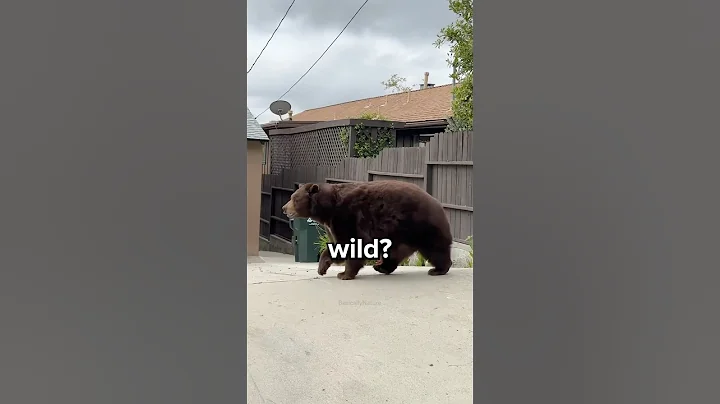 What Should You Do if You Encounter a Bear? 😳