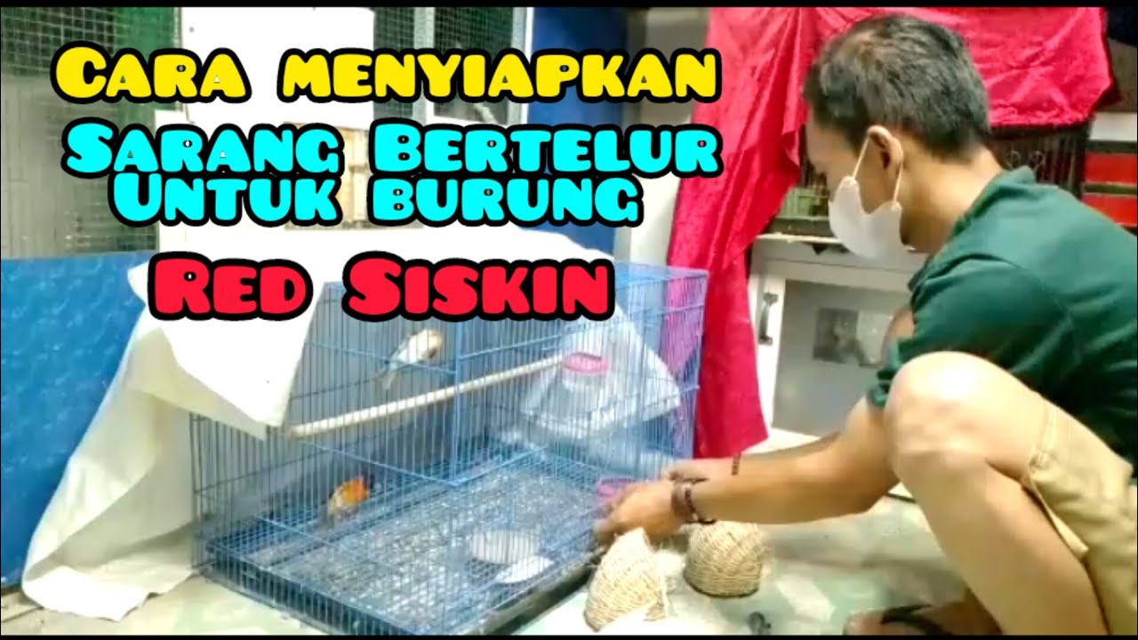 Cara mempersiapkan sarang Bertelur Burung Red siskin ‼️ Animal Vidio @Isoneanimals