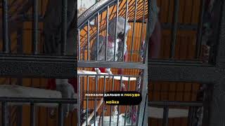 Ремонт стиральных и посудомоечных машин | Стиральная Hansa ошибка e03, e06, посудомоечная  Hansa e04