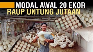 DULU DISEPELEKAN ORANG, PEMUDA INI SUKSES TERNAK BEBEK HIBRIDA UNTUNG JUTAAN