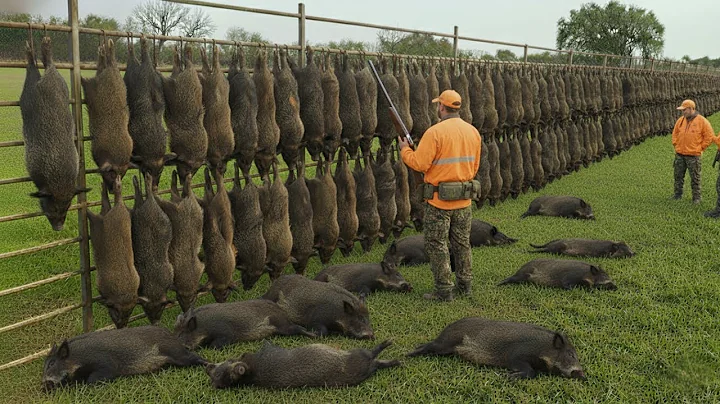 How do American hunters and farmers deal with millions of invasive feral pigs?