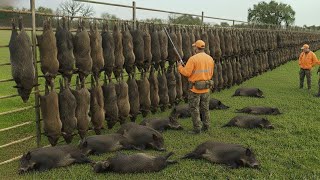 How do American hunters and farmers deal with millions of invasive feral pigs?