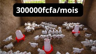 Comment réussir l'élevage de poules locales améliorer avec 50000 fcfa
