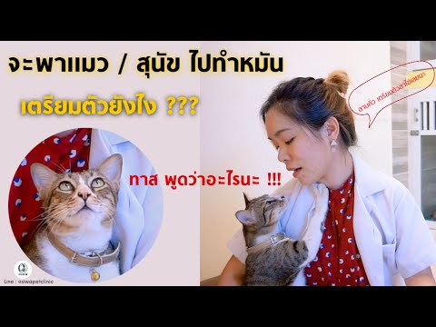 วีดีโอ: วิธีเตรียมแมวให้ตอนทำหมัน