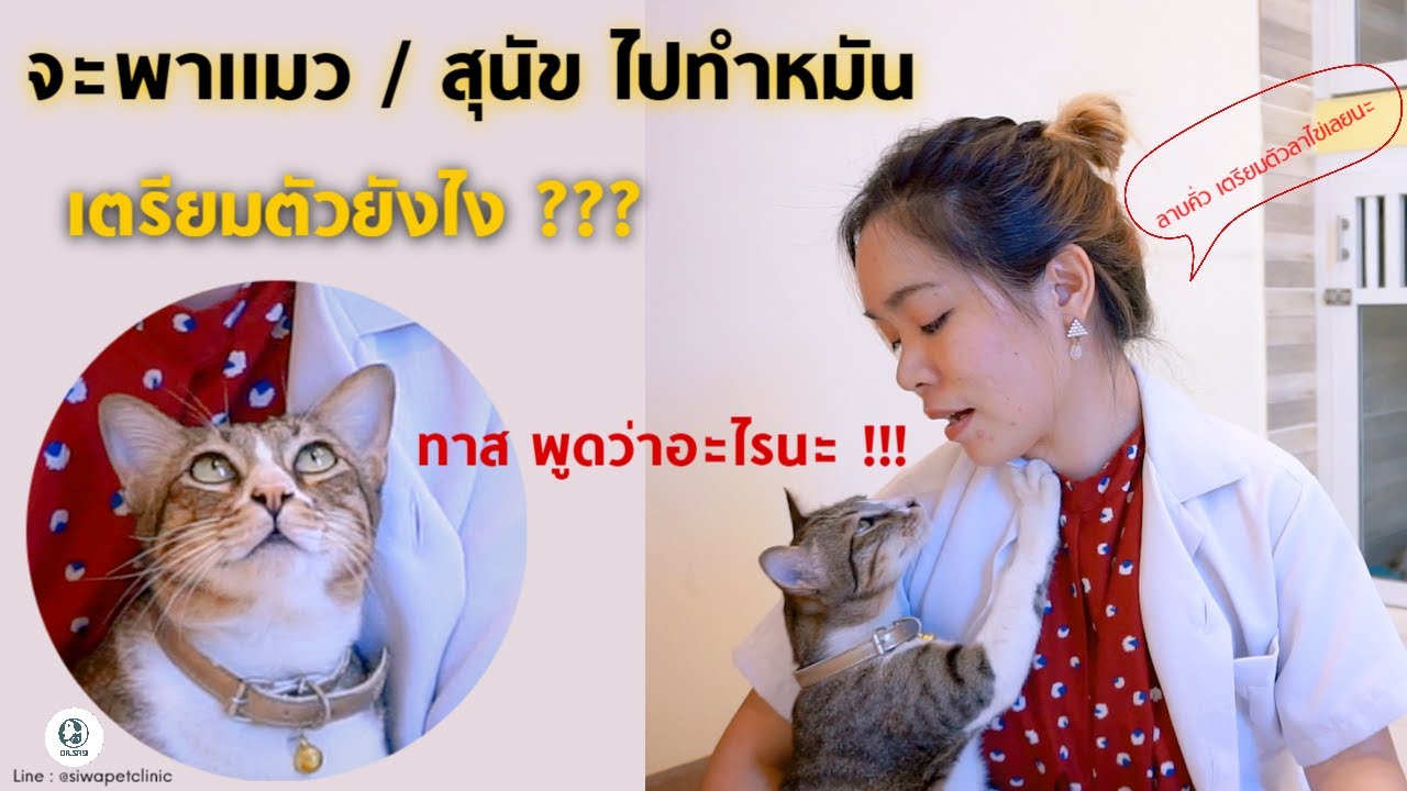 พาแมว พาสุนัขไปทำหมัน เตรียมตัวแบบนี้ ปลอดภัยหายห่วง | อาหาร แมว ทํา หมันเนื้อหาที่เกี่ยวข้องล่าสุด