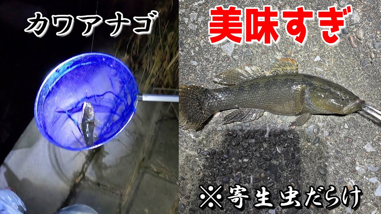 謎の魚 カワアナゴ を釣って食べたら美味しすぎた テナガエビ ウグイの泳がせ釣り Youtube 謎の魚 カワアナゴ を釣って食べたら美味しすぎた テナガエビ ウグイの泳がせ釣り Youtube